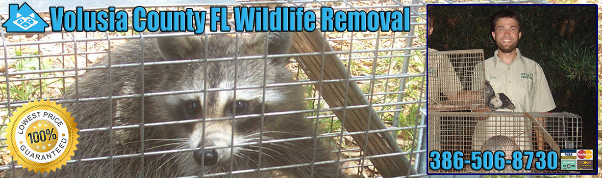 Volusia County Wildlife and Animal Removal